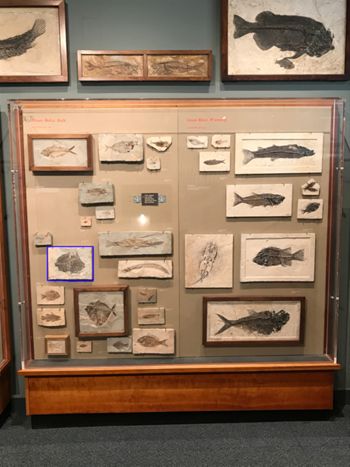 Media type: image;   Vertebrate Paleontology VPF-5378 Description: Annotated image of exhibit case A7 showing the location of VPF-5378 on exhibit at HMNH in Romer Hall.;